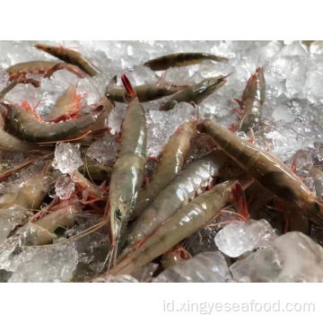 Udang littoral tombak beku parapenaeopsis hardwickii